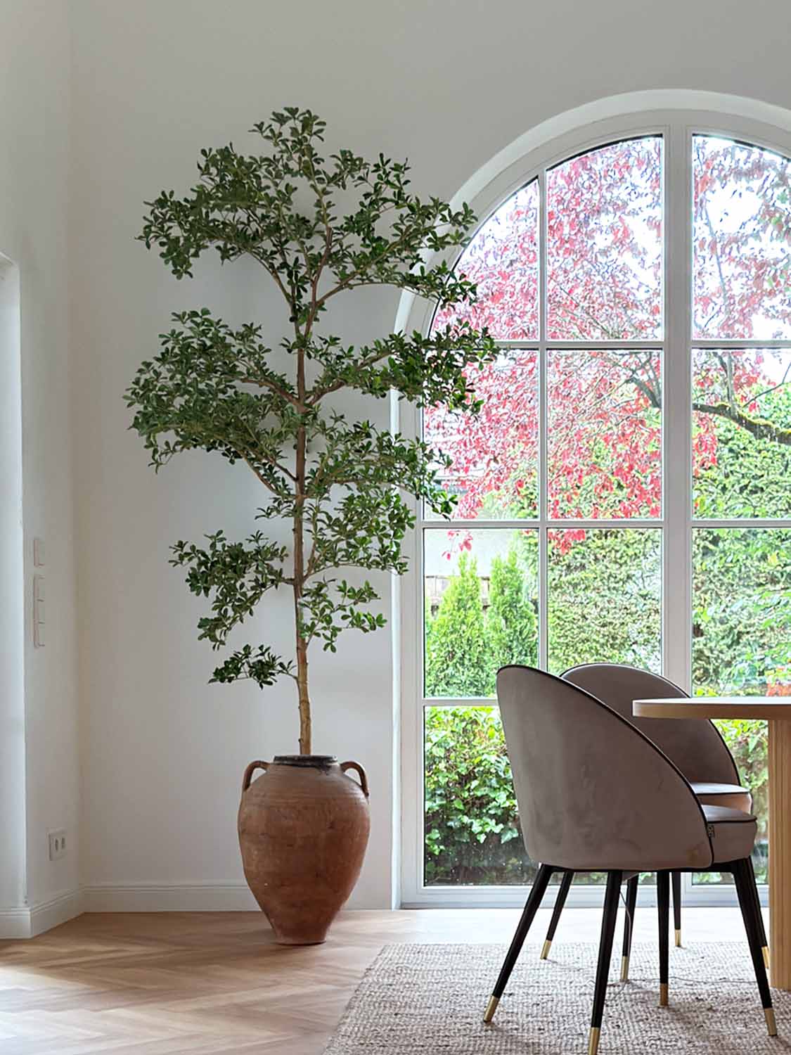 shady lady indoor plant Black Olive Tree "Shady Lady" – Katie Fischer