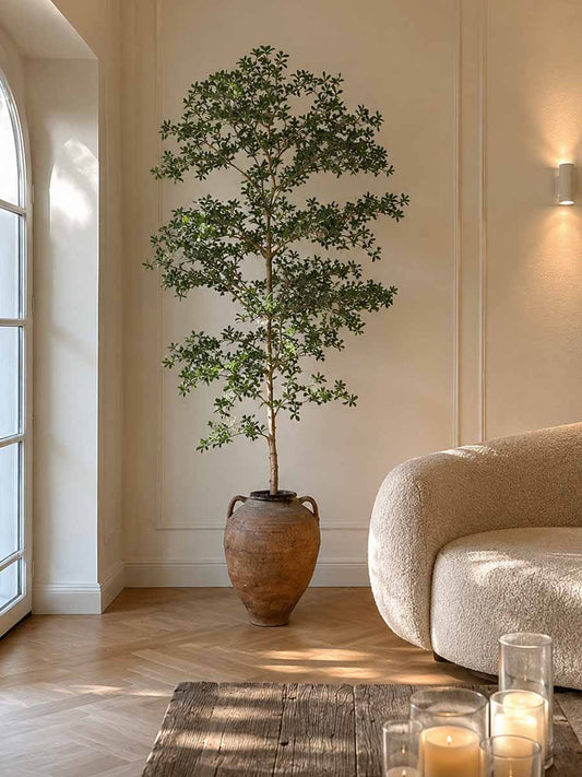 Schwarzer Olivenbaum "shady lady"