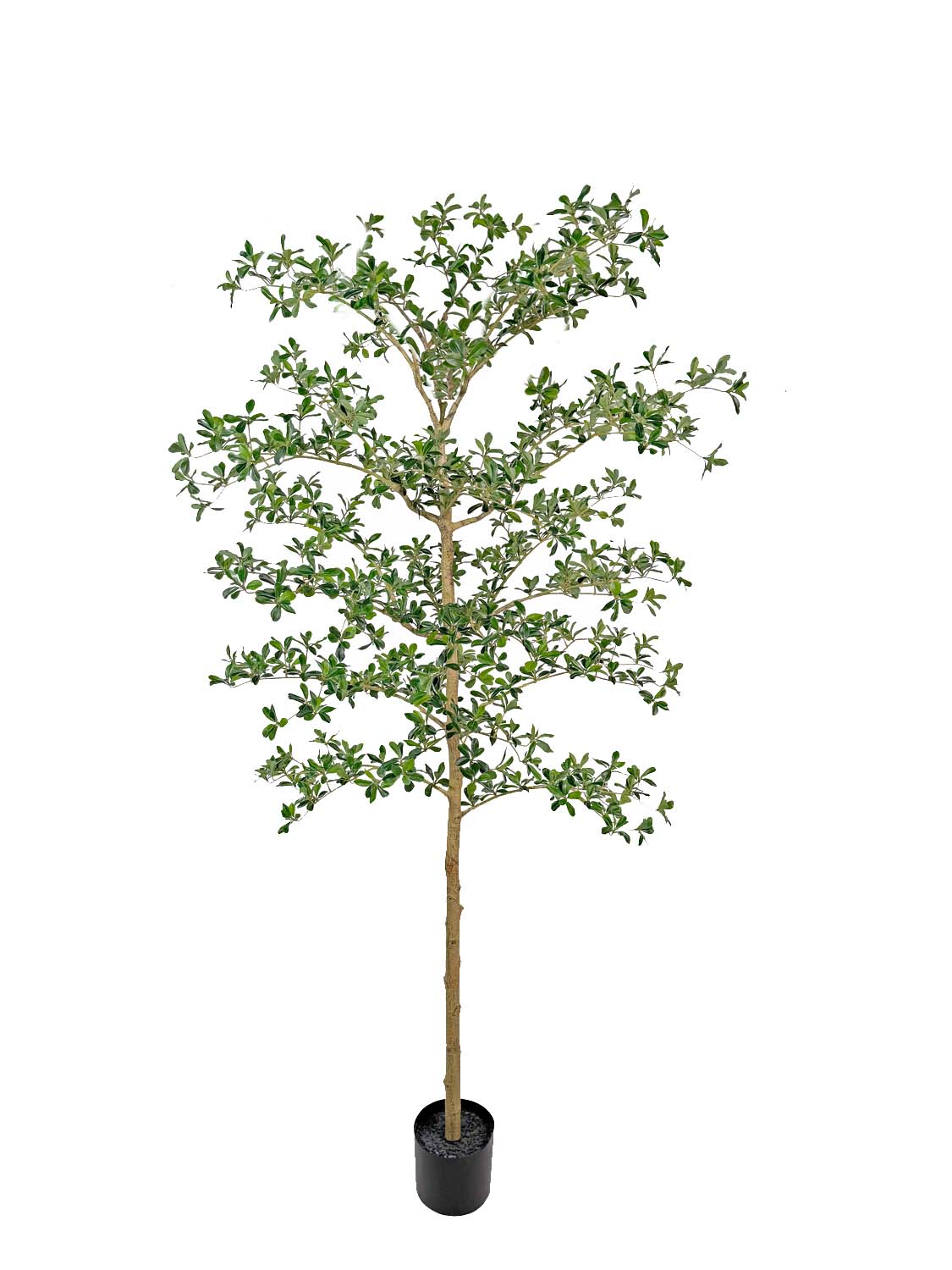 Schwarzer Olivenbaum 