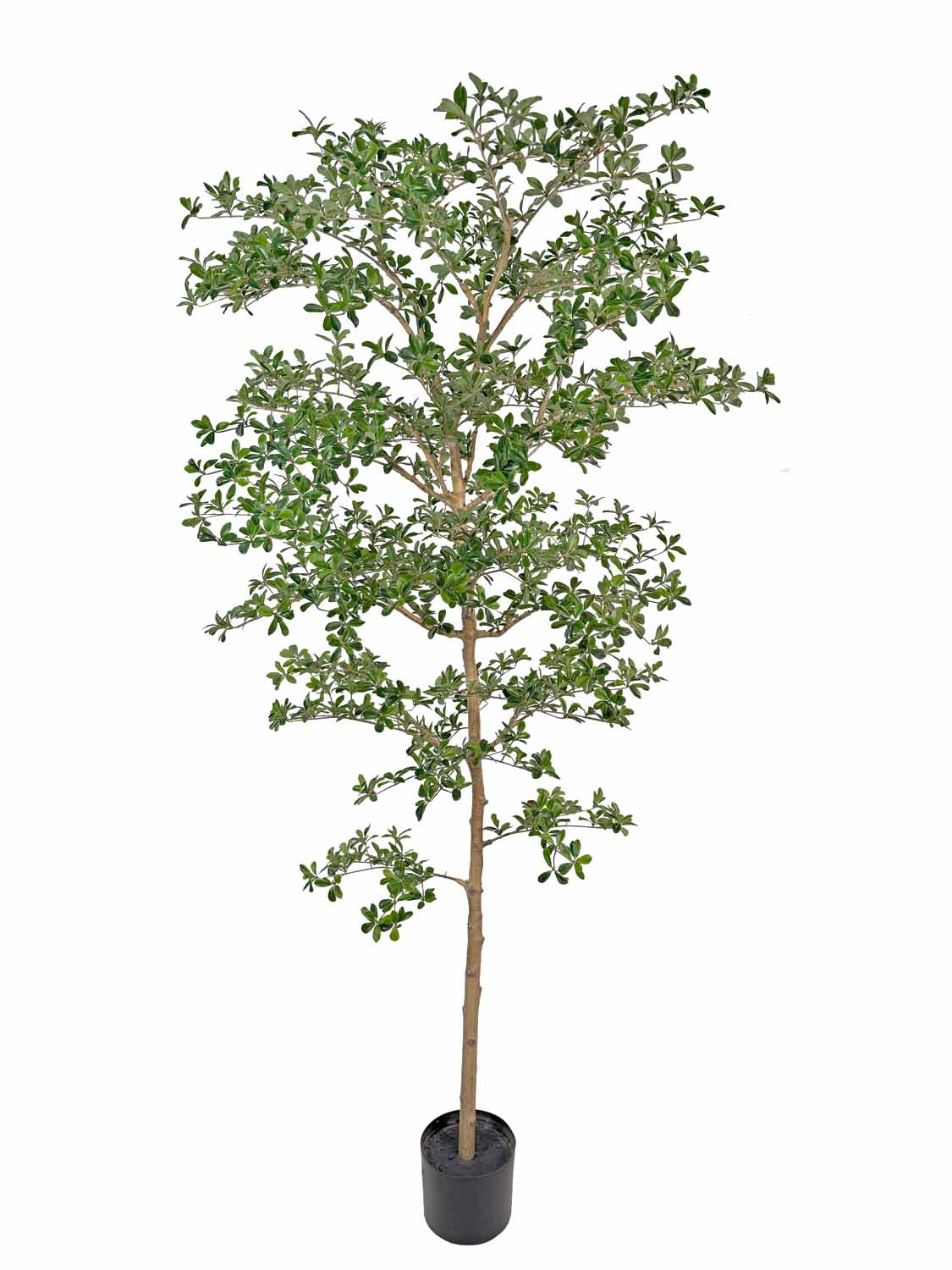 Schwarzer Olivenbaum 
