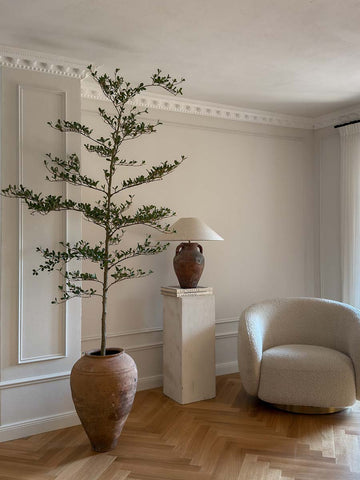 black olive indoor plant Black Olive Tree – Katie Fischer